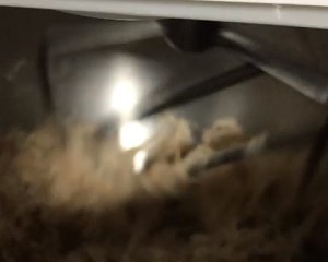 猪肉松厨师机,猪肉松制作机