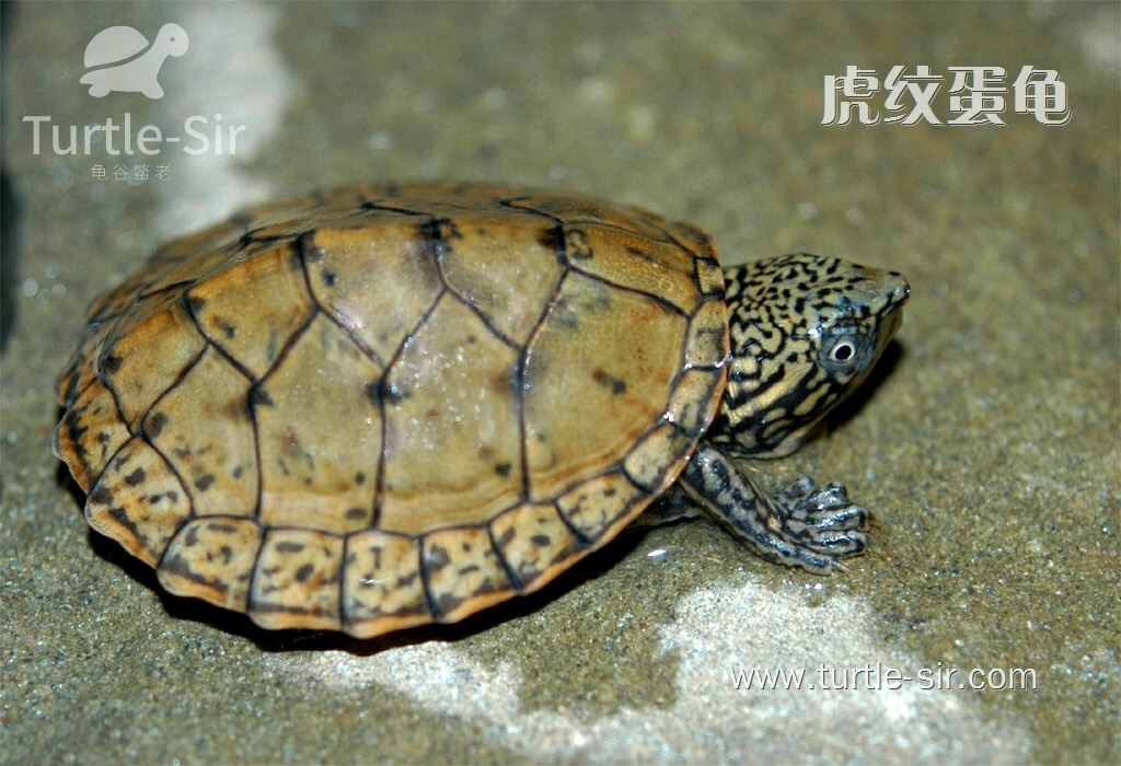 虎纹蛋龟腐皮病怎么治,虎纹麝香龟和虎纹泥龟