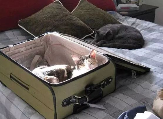 安检行李箱有只猫,网友在机场安检发现行李箱里的猫
