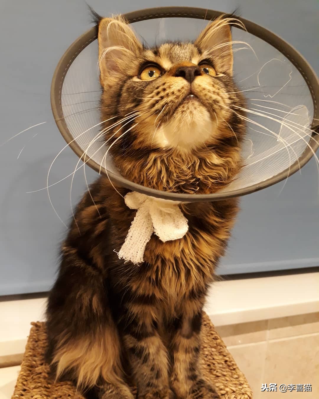 猫咪做完绝育有什么要注意的,猫咪绝育术后消炎药