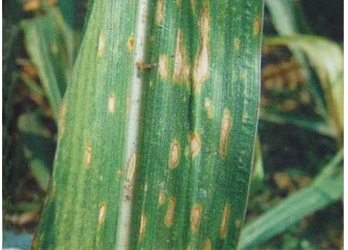 玉米叶斑病最好防治方法,玉米弯孢霉叶斑病防治方法