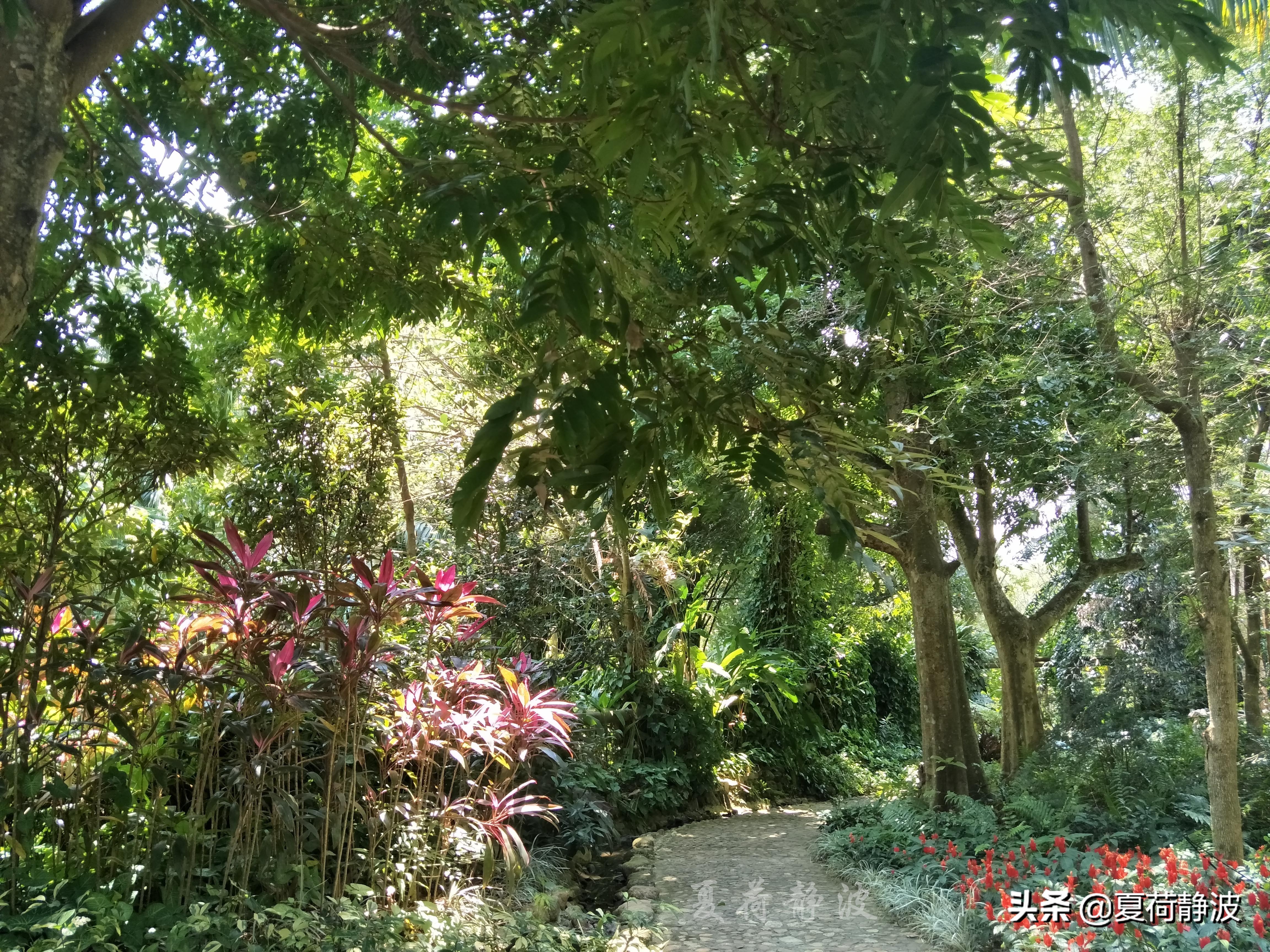 兴隆热带植物园攻略,万宁兴隆热带植物园
