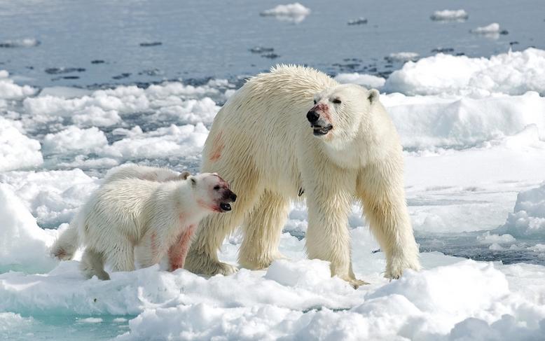 北极熊捕杀海豹的视频,北极熊捕杀海豹的真实过程