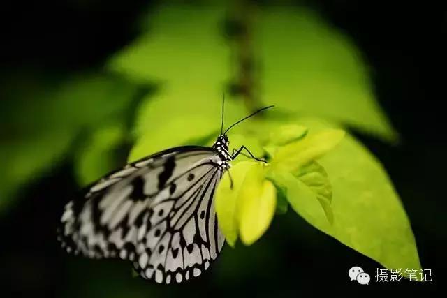 微距摄影技巧视频,微距摄影技巧及要点手机