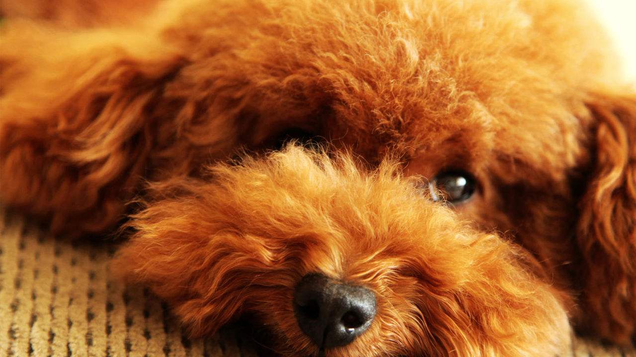 泰迪拉稀怎么办,泰迪拉稀吃痢特灵