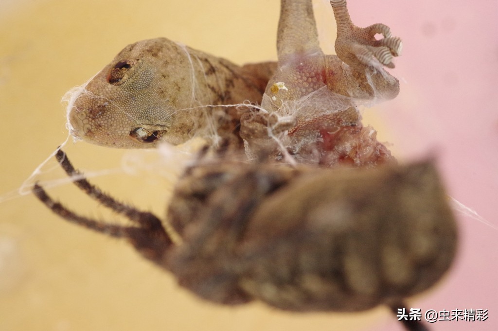 养小蜘蛛的第1天,大腹圆蛛蜕皮过程