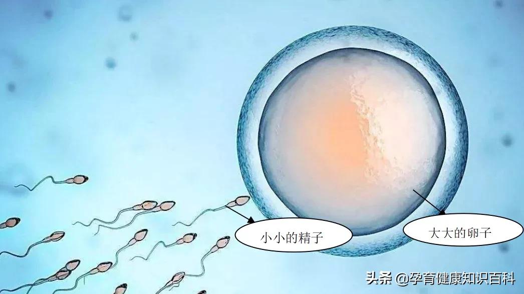 怀孕那些事儿孕中期,怀孕那些事儿观看