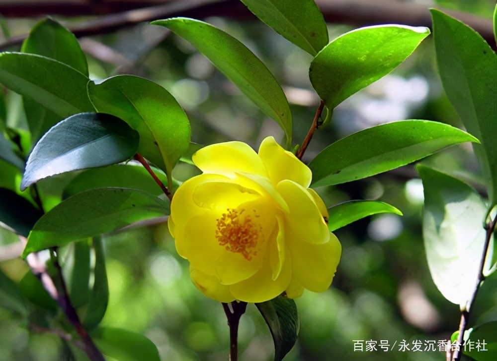 正宗金花茶树苗哪里有卖,金花茶苗在哪里买