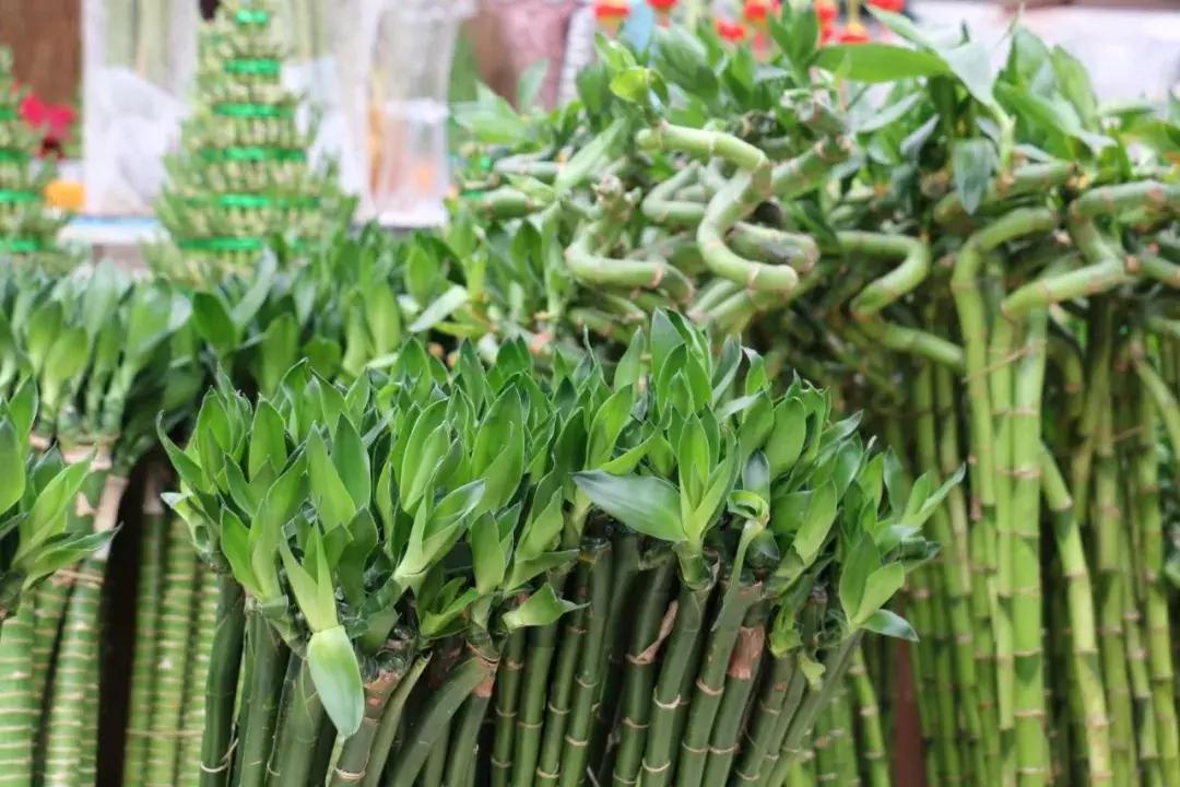 郑州三大花卉市场都是哪个,郑州哪个花卉市场最全