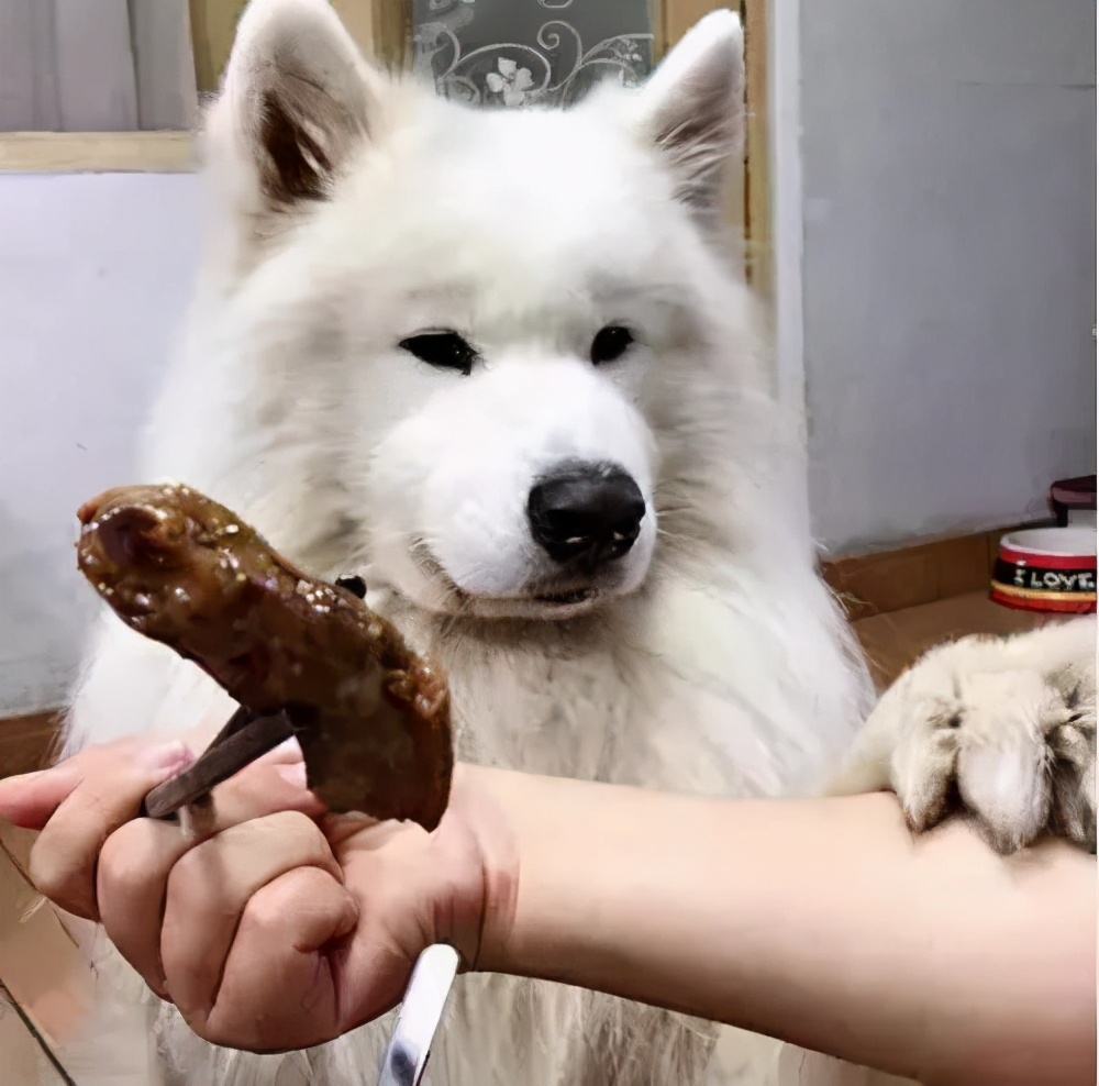 萨摩耶可爱背后的真相你了解吗,养萨摩耶的真实心酸