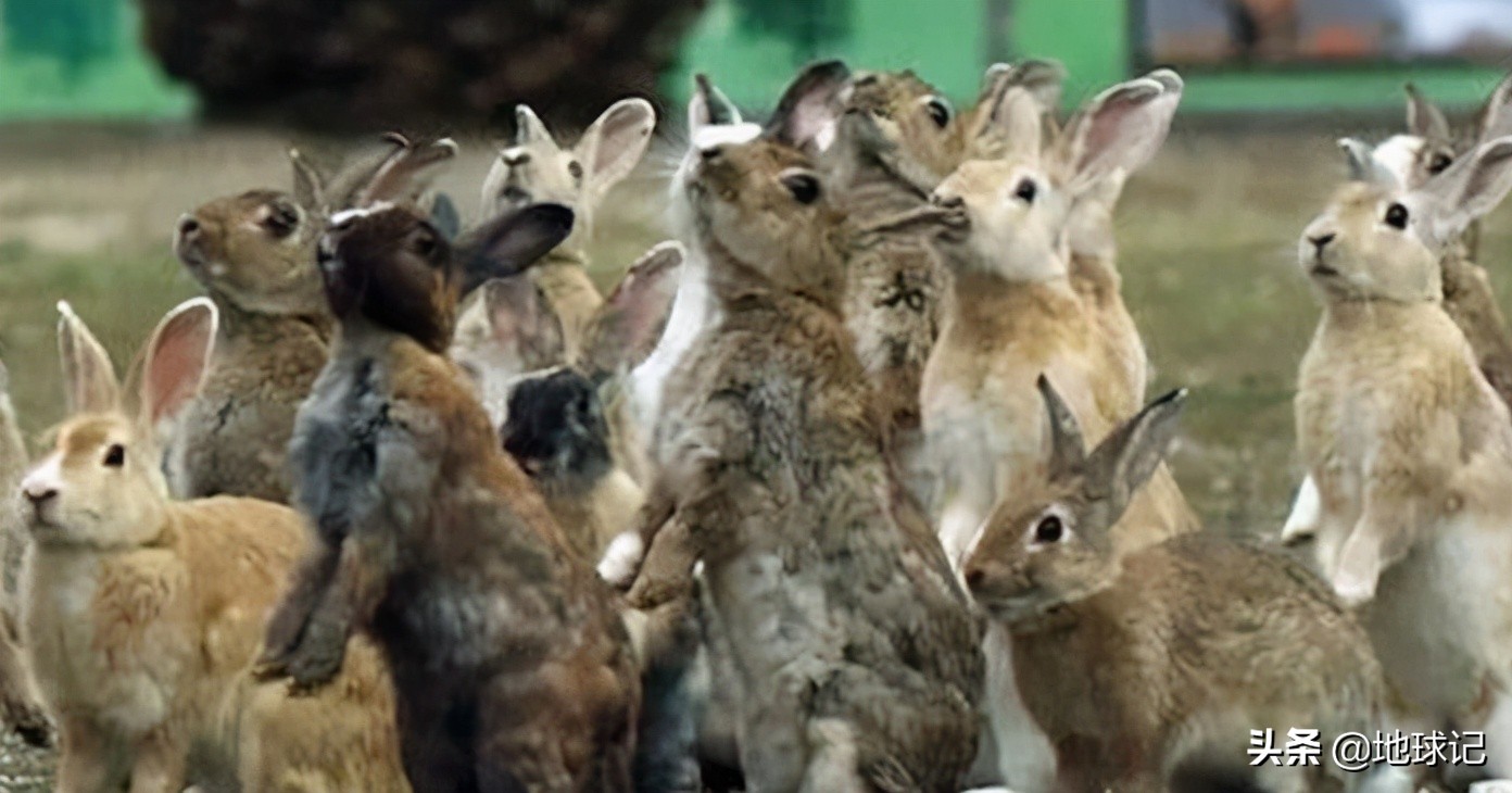 澳大利亚和兔子的五次战争,澳大利亚兔子大战是怎么回事