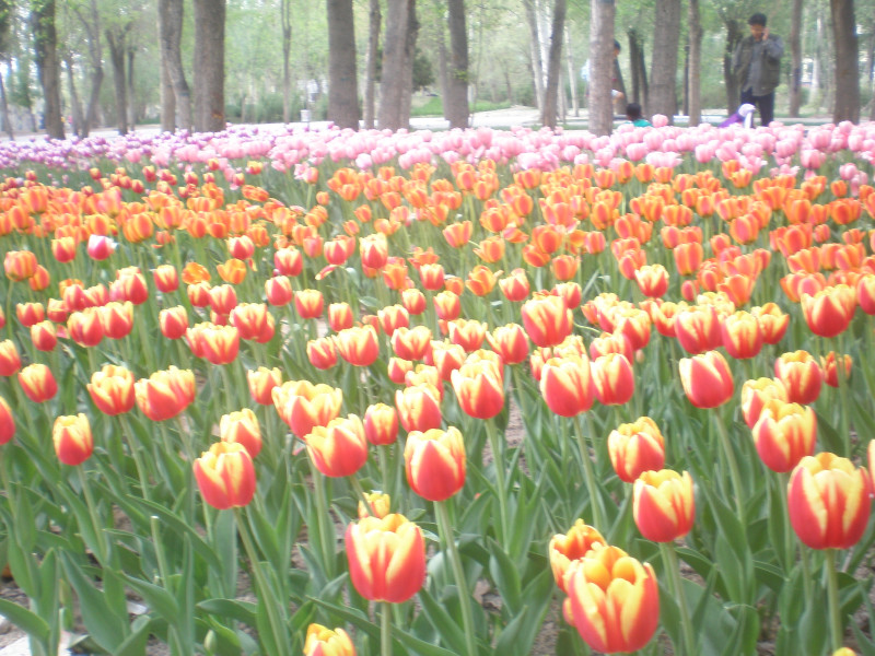 郁金香花开万朵图片,郁金香花开惹人醉