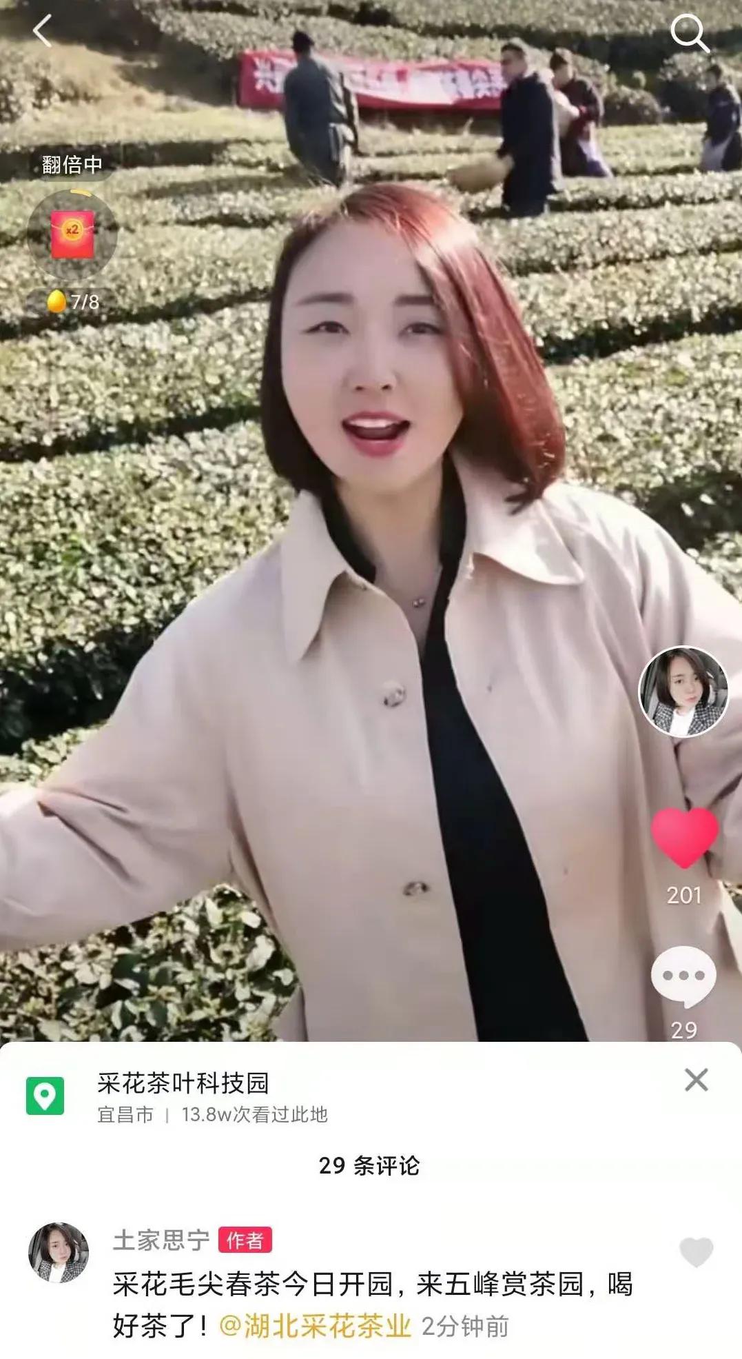 春茶采摘乡村振兴,五峰春茶开园节成功举办