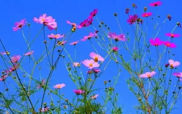 西昌邛海湿地公园旅游线路,西昌邛海湿地属于哪个省