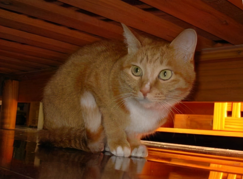 猫咪躲在床底下不肯出来怎么办,猫咪老是喜欢躲床底下