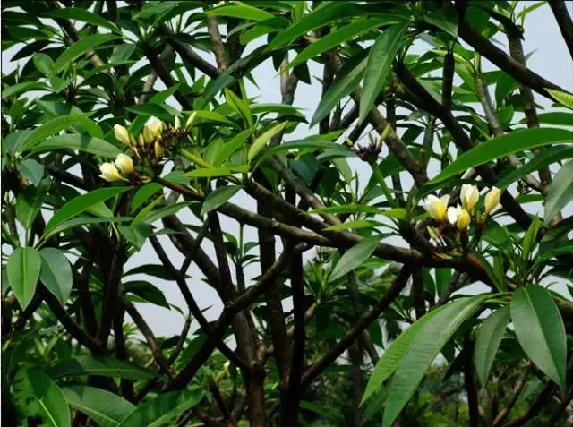 海南珍贵树木有哪些图片,海南花草树木名称大全