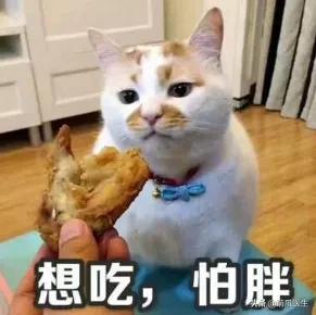 猫咪换粮拉稀能自己好吗,猫咪换粮拉稀会持续多久