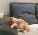 猫会像人一样做梦吗,猫老是做梦