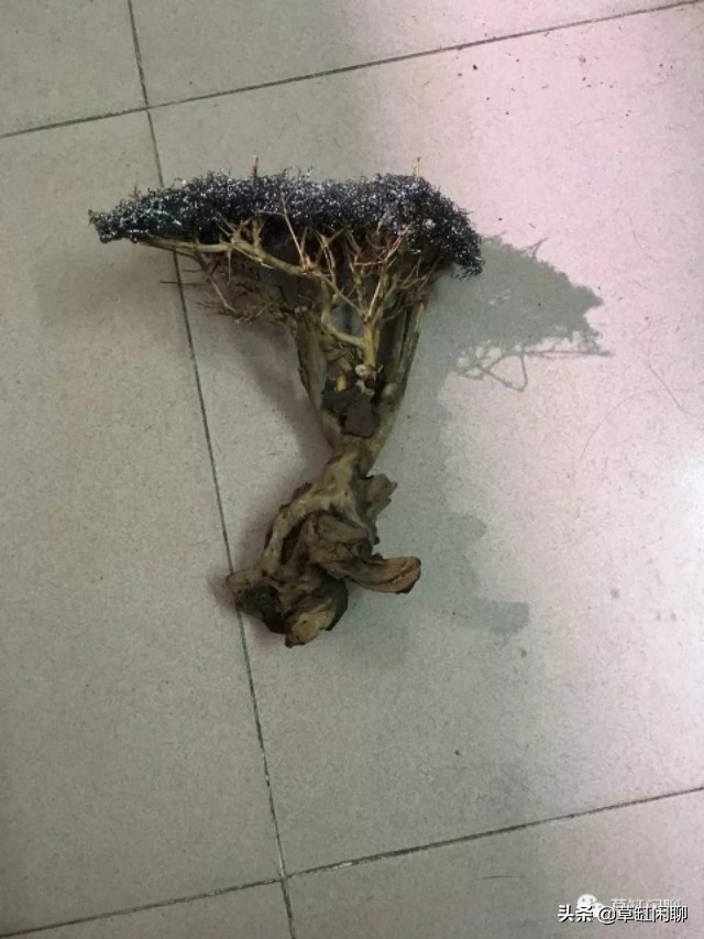 新手草缸造景之莫斯树的制作方法,松皮石配莫斯树造景100例