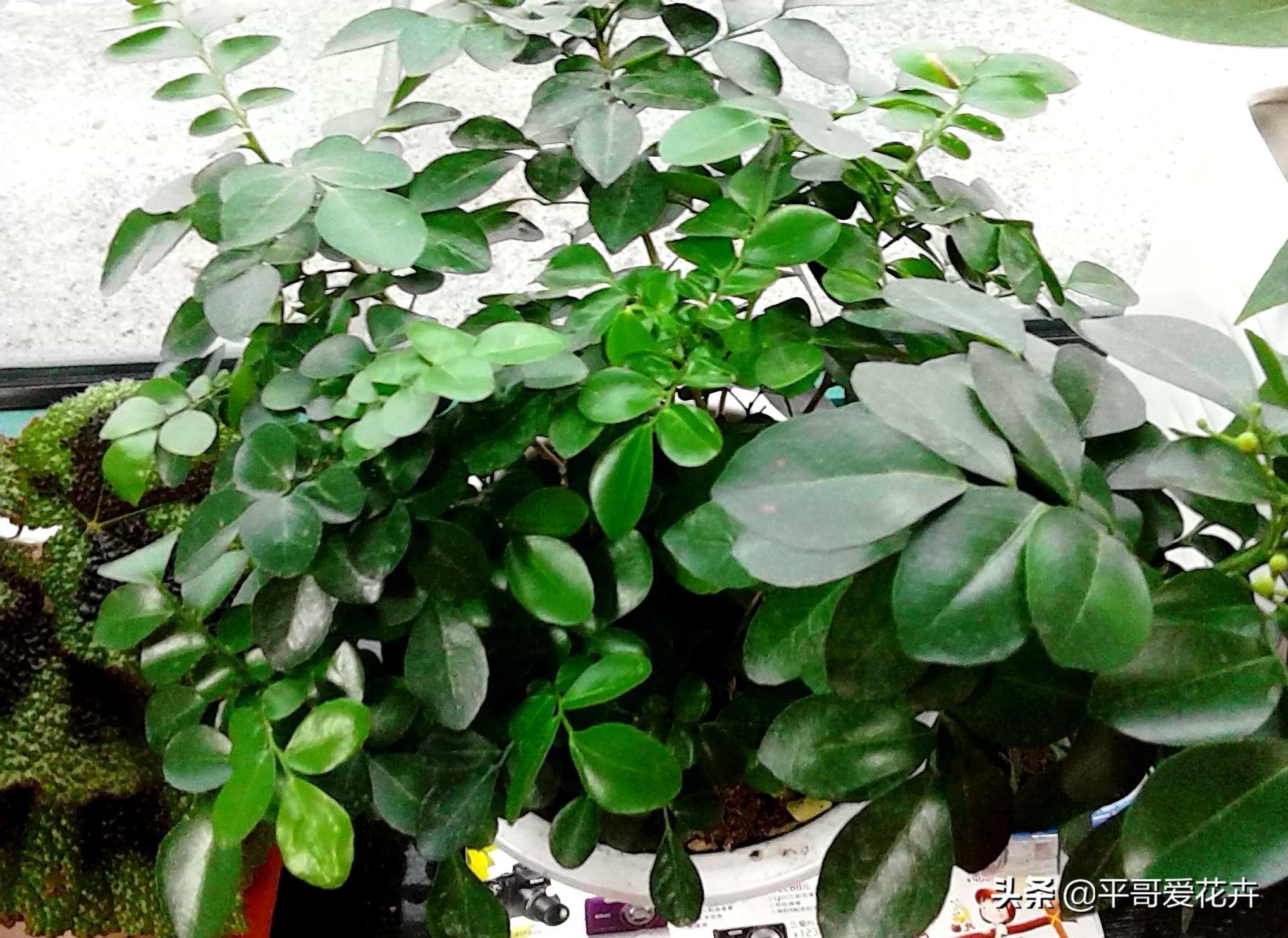 办公室防甲醛植物,办公室除甲醛最好的植物