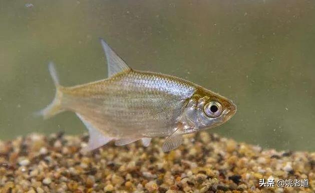 钓鱼什么酒米最好用,酒米钓鲫鱼好用吗