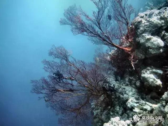 帕劳是哪个国家,帕劳群岛是哪个国家
