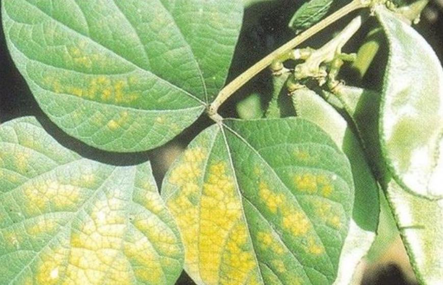 扁豆锈病,扁豆锈病物理防治方法