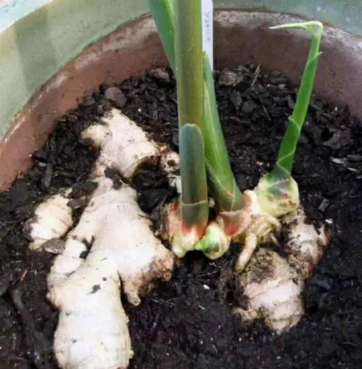 盆栽长出小姜芽需要大水吗,姜芽种在花盆里