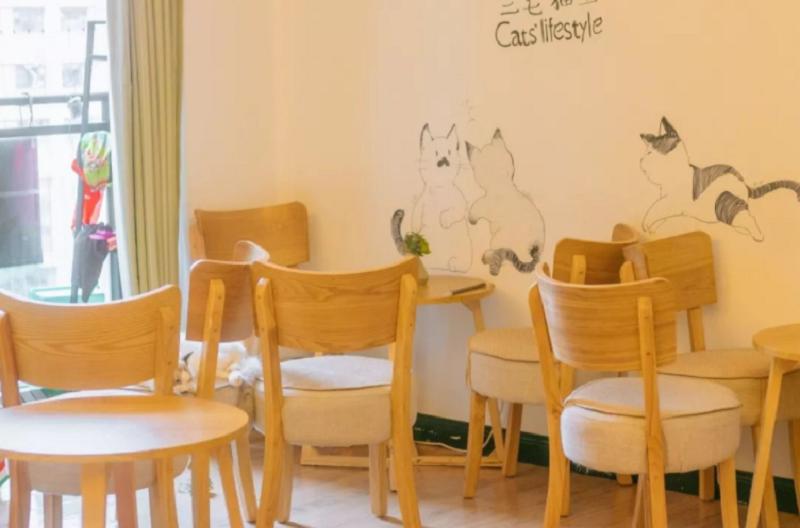 猫咖技术可行性,猫咖的运营模式与程序