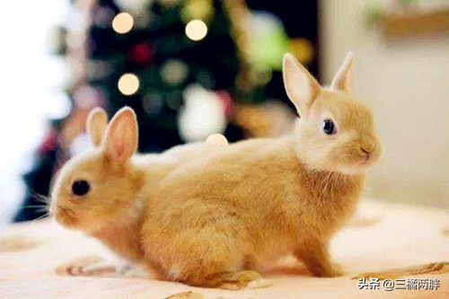 兔兔养殖怎么处理粪便,兔兔喂养攻略