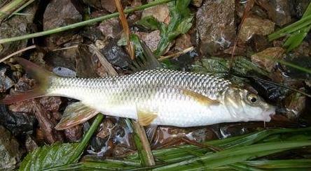 这七种食物你一定要吃,十种必吃的超级食物