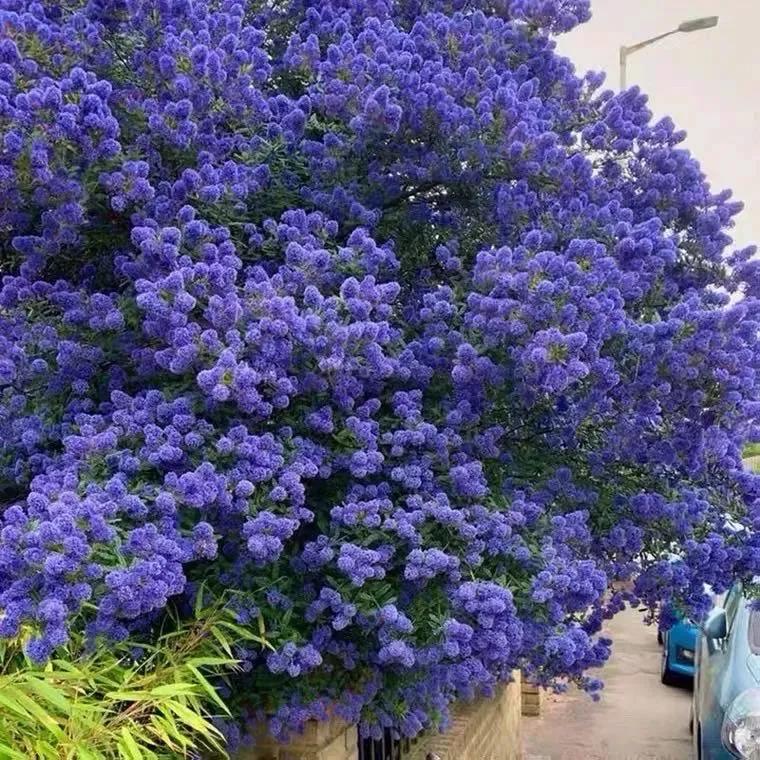 美洲茶寓意是什么,美洲茶蓝色海洋