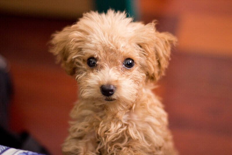 3个月狗狗呕吐拉软便没精神,三个月狗狗呕吐拉稀怎么办啊