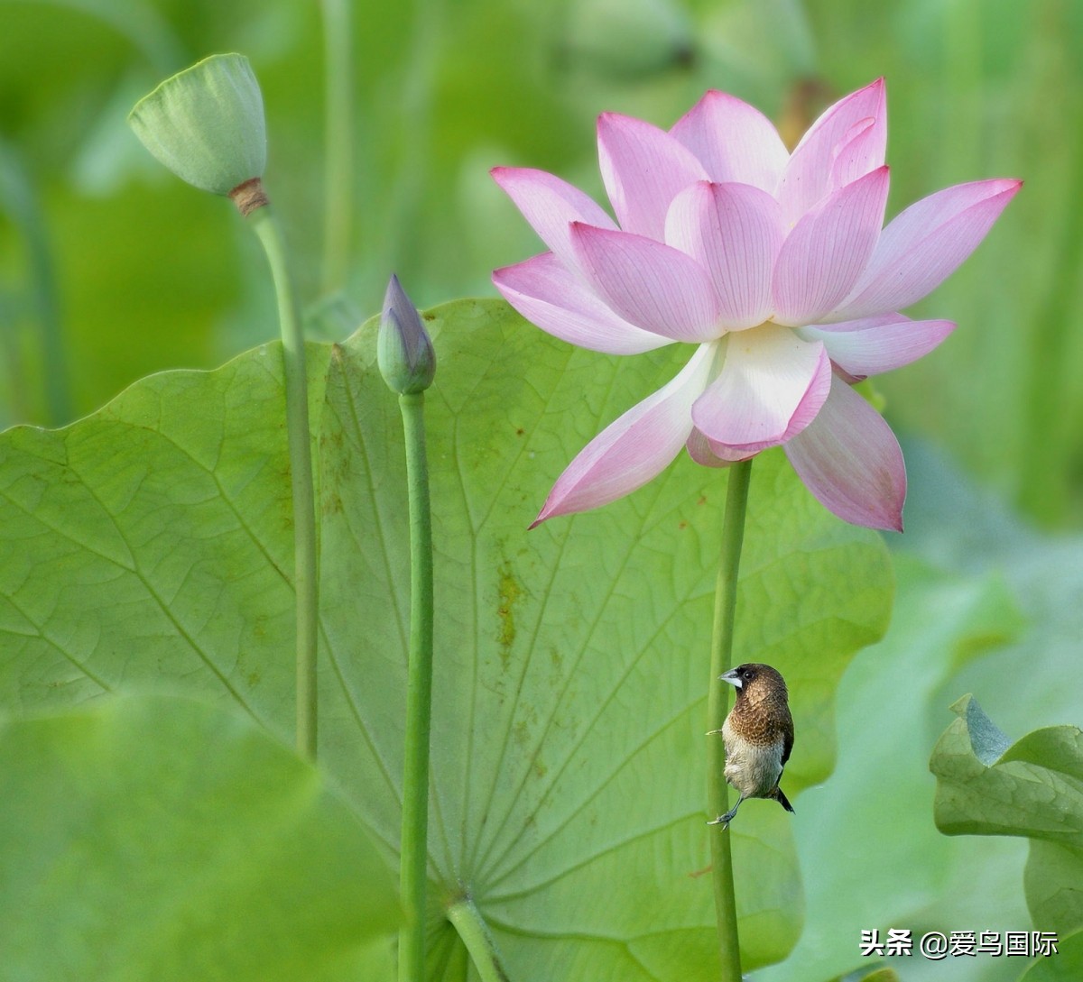 观鸟大年,观鸟大年免费
