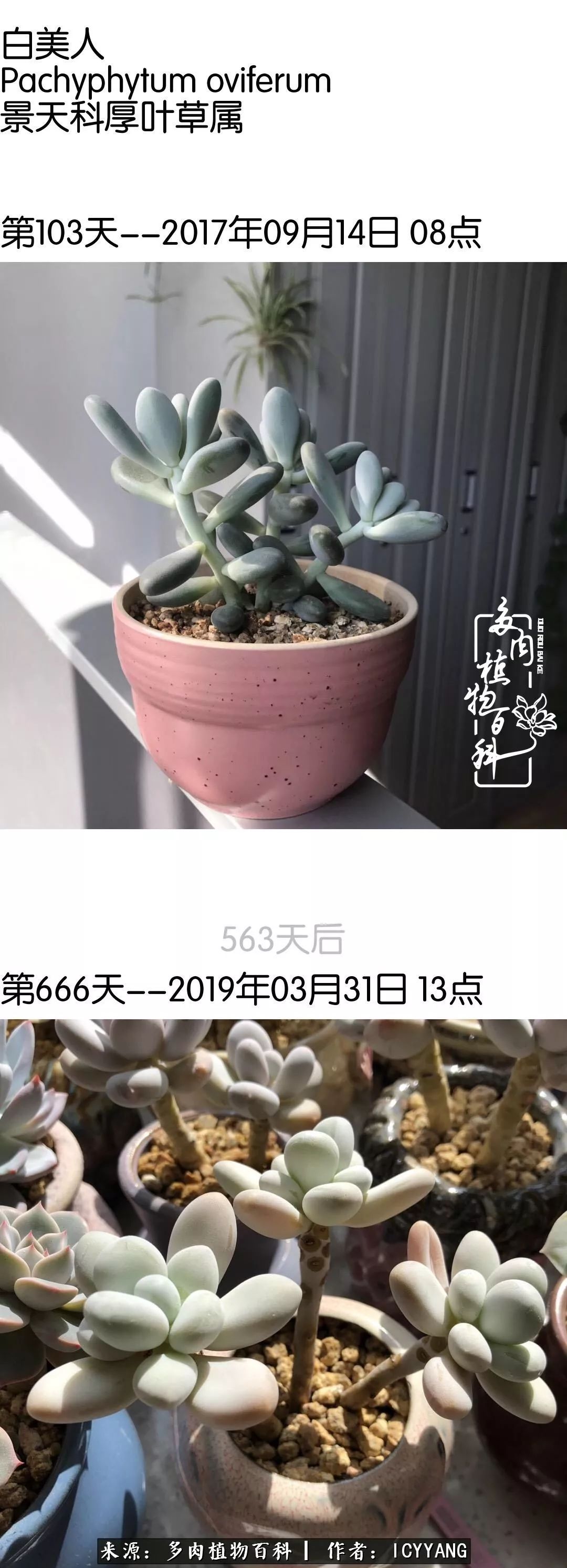 室内阳台多肉的养护方法,景天多肉养护