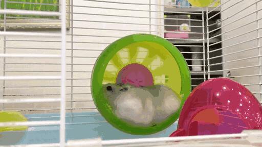 养仓鼠7天就死了,养仓鼠养到破产