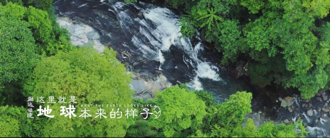 地球上最复杂最庞大的生态系统是,世界上最大的热带雨林生态系统