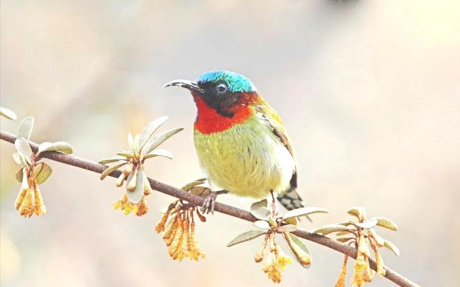 可爱的太阳鸭,可爱的太阳鸟