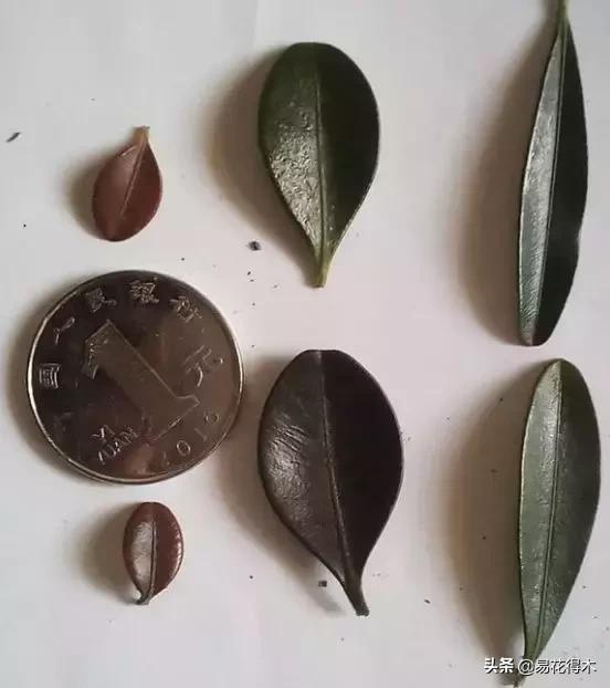 瓜子黄杨珍珠黄杨雀舌黄杨哪种好,黄杨雀舌和黑珍珠区别