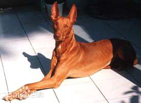 性格温顺的大型犬品种,宠物狗大型犬都有哪些品种