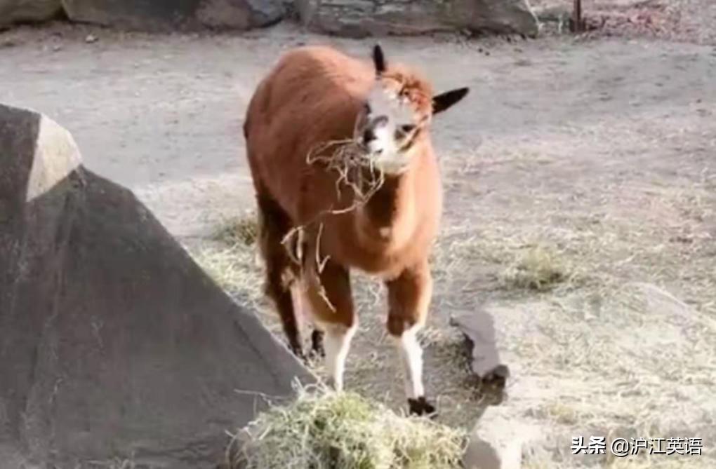 外国疫情下的大熊猫,英国大熊猫被送回中国