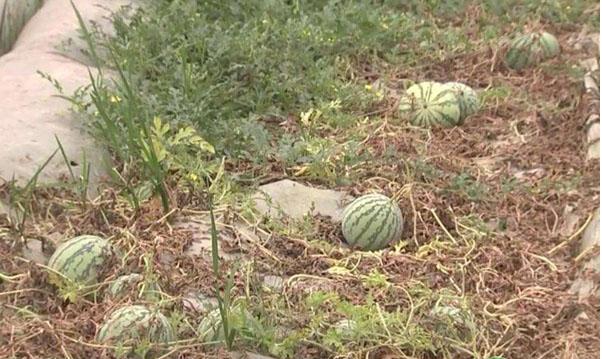 持续降雨对蔬菜的影响,多雨对西瓜影响