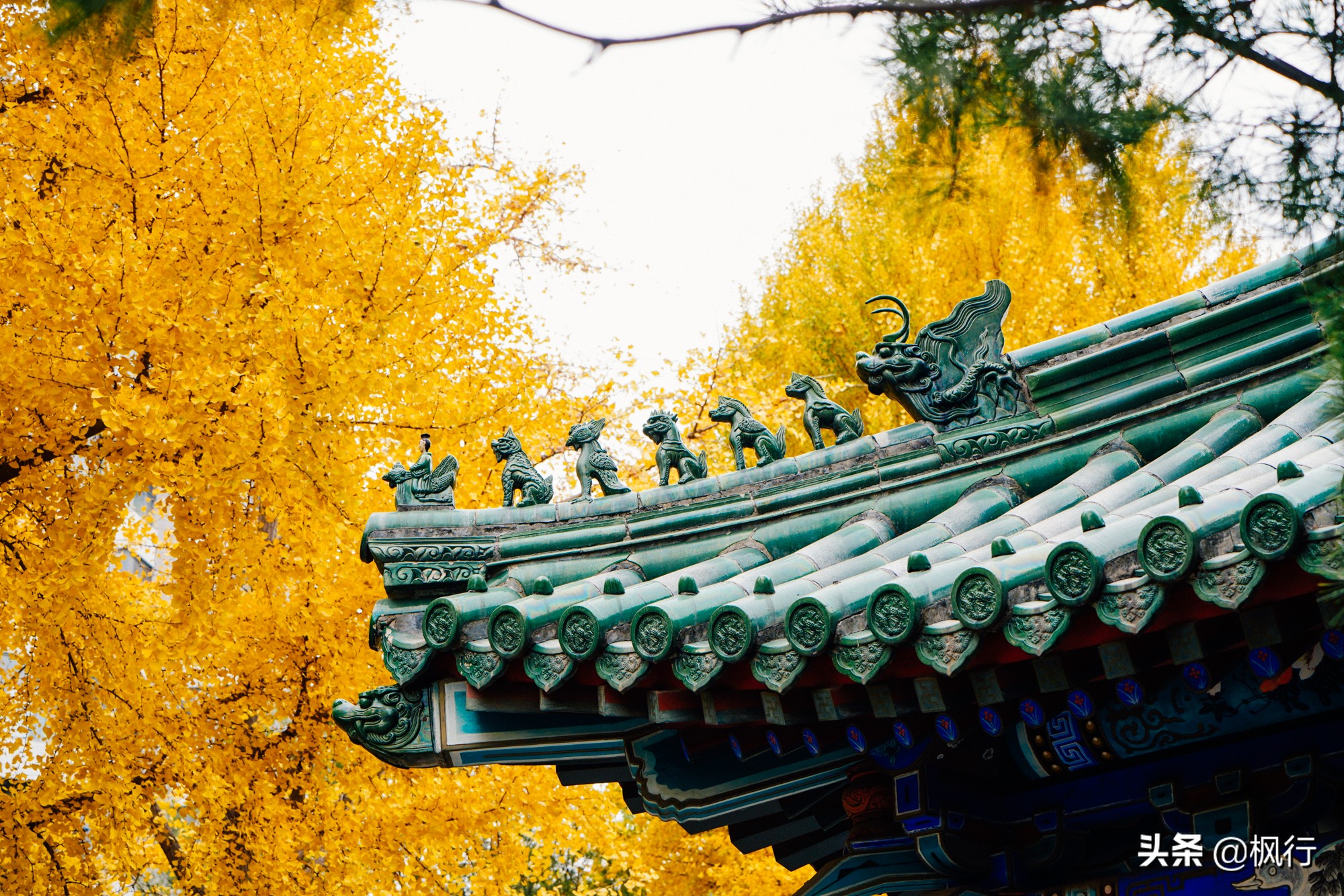 北京18个看银杏的好地方在哪,北京八大处看银杏攻略