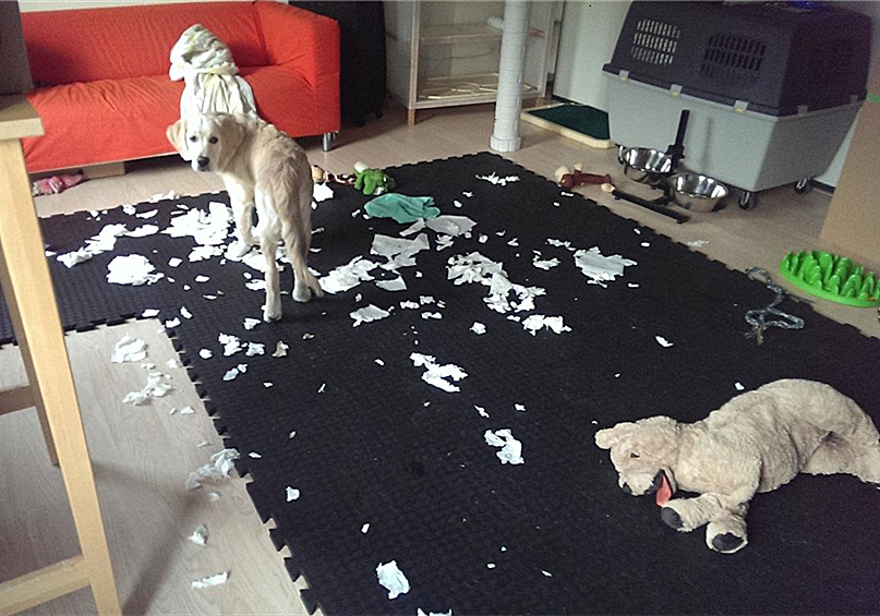 狗狗叛逆期护食,狗狗攻击性最佳矫正方法