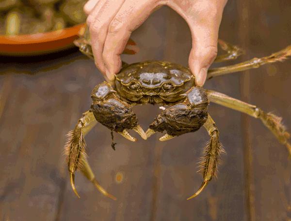 吃蟹赏景就在阳澄湖你准备好了吗,秋季阳澄湖吃蟹