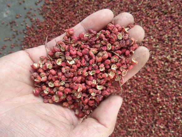 农民农村创业小项目,农民工返乡创业种植项目