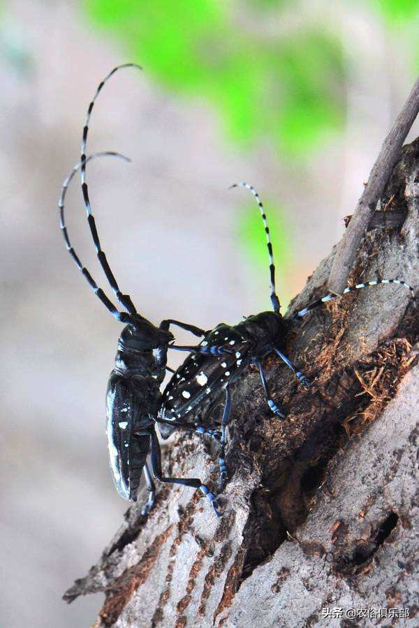 农村最常见的三种害虫,在农村有哪些害虫
