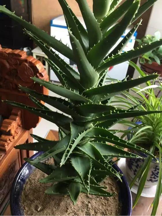 芦荟越来越干瘪如何挽救,芦荟瘪了咋办