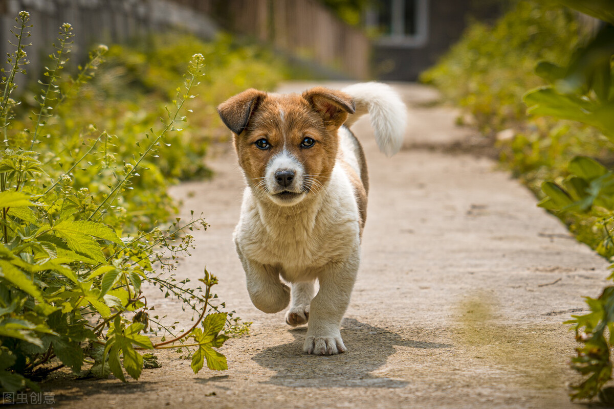 小狗拉肚子怎么治疗,小狗拉肚子怎么办最快最有效