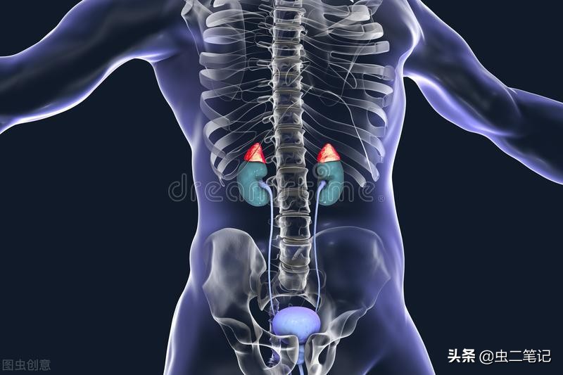 中医治疗母亲肾衰竭,母亲得了肾衰竭怎样治疗